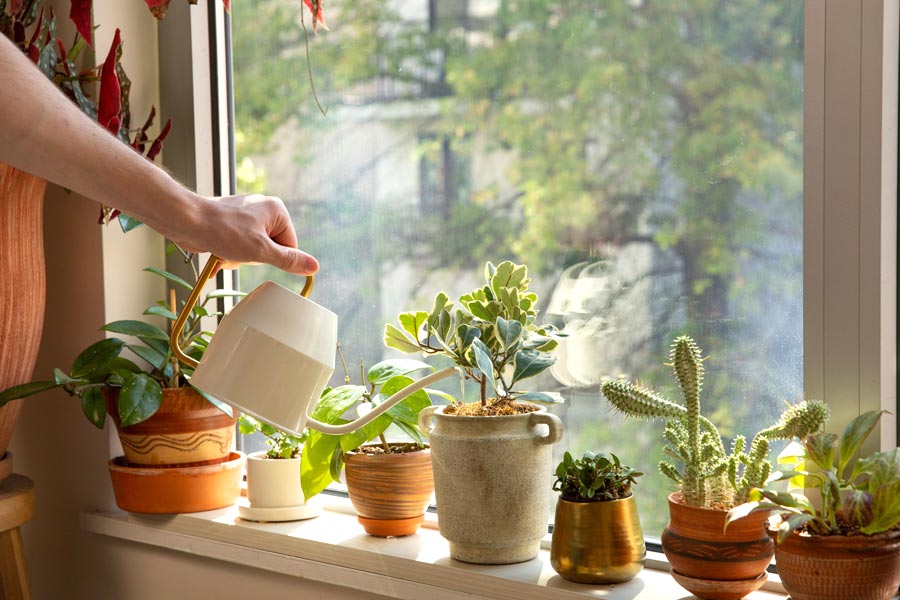 These plants can bring prosperity and luck, Know this home decor tips before Poila Boishakh 2024