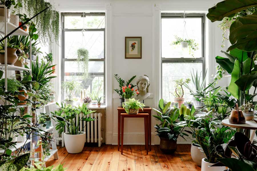 House-Plants-3