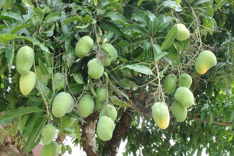Optional way of mango farming