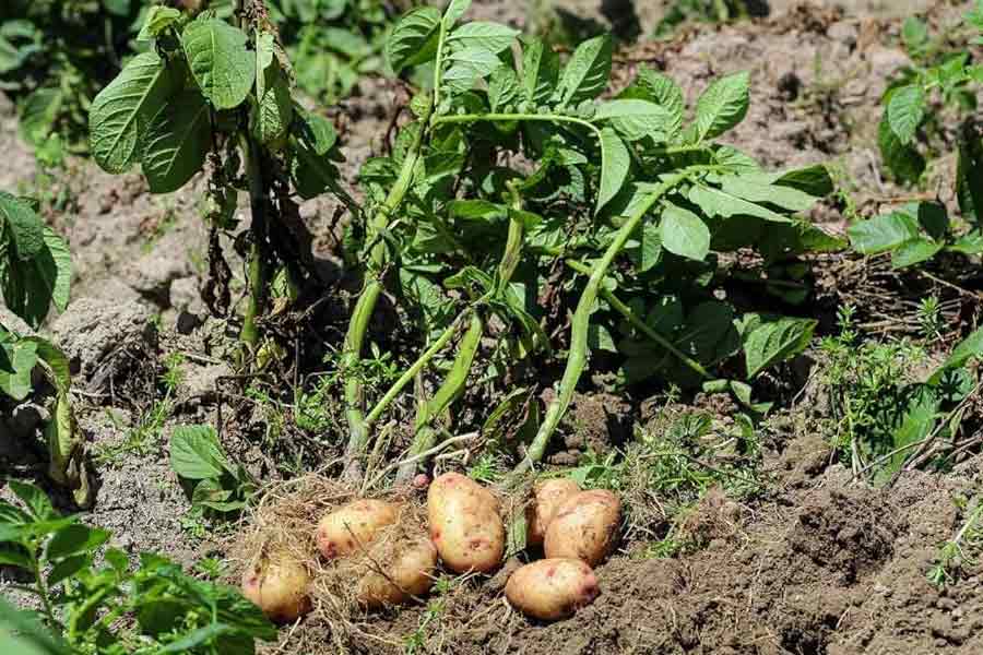 Potato seed production started in Alipurduar