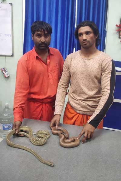 Snake