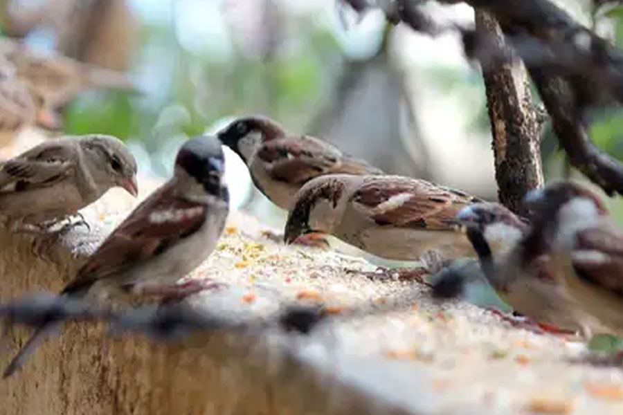 Forest Department and birds' lovers are worried as nests of sparrows are in danger