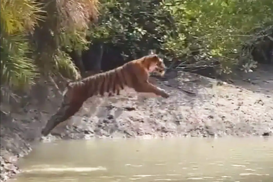 Tiger's Majestic Leap To Cross River At Sunderbans