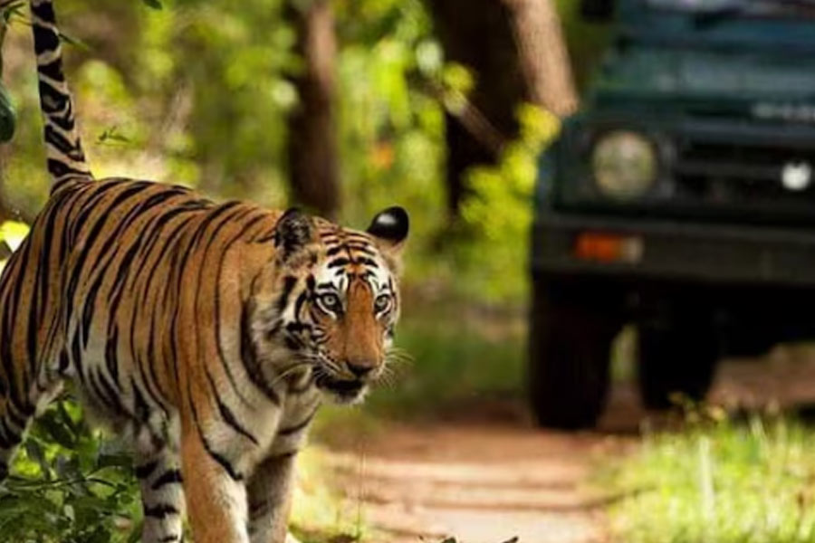 SC bans tiger safari in core areas of Jim Corbett National Park
