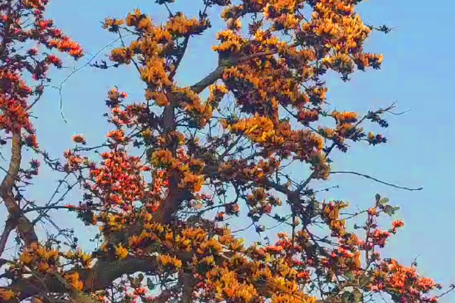এক বারান্দা-খাটিয়াতেই বেড়ানোর আনন্দ, ত্রিবর্ণ পলাশের টানে ‘হাউসফুল’ পুরুলিয়া