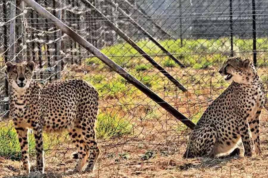 Cheetah Gamini gives birth to 5 cubs in Kuno park
