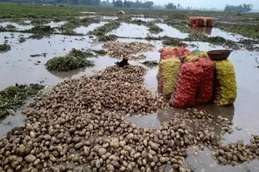 Potato Farmers of Paschim Medinipur worried due to rain in March
