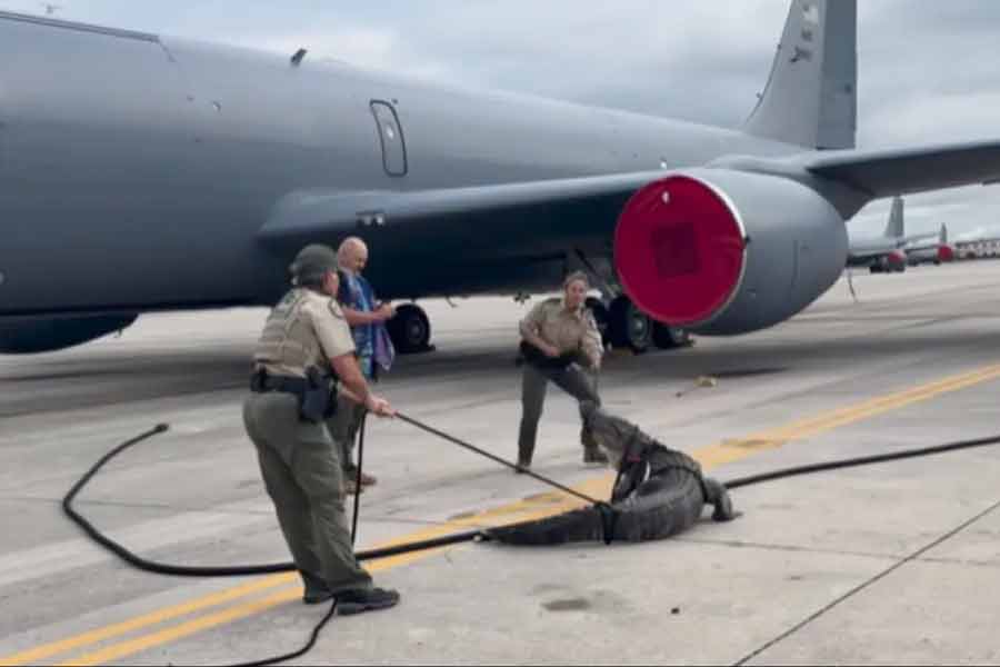 Massive Alligator Blocks Plane At Florida Air Force Base