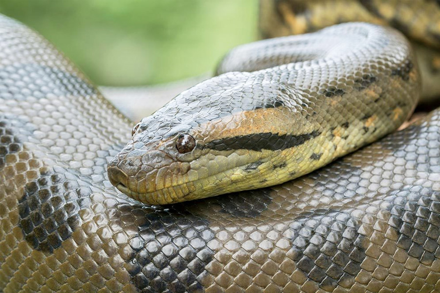 Man arrested in Bengaluru Airport with 10 anacondas