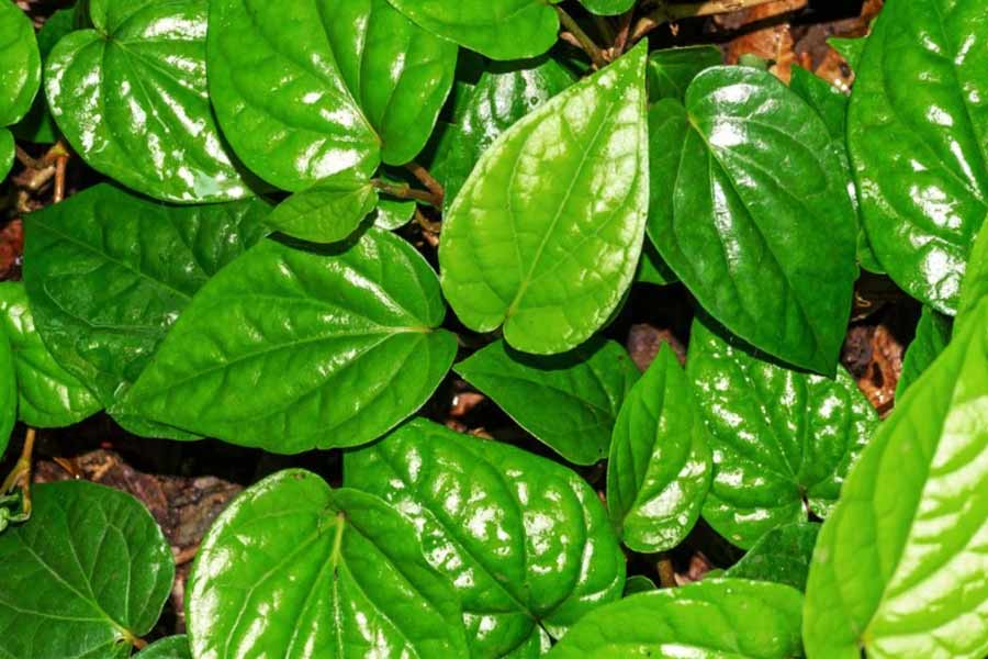 Tips to save beetle leaf plant from monsoon