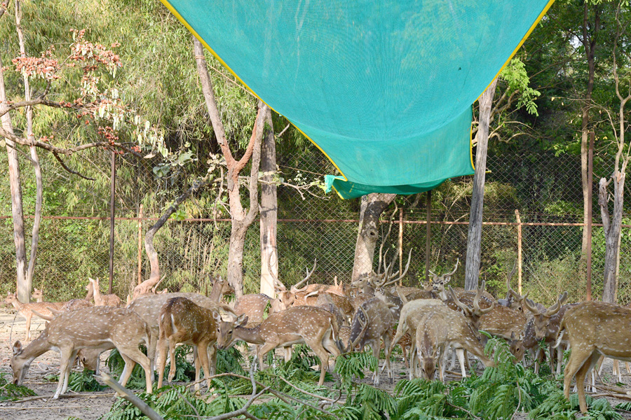 Special arrangements in Purulia zoo to prevent heat