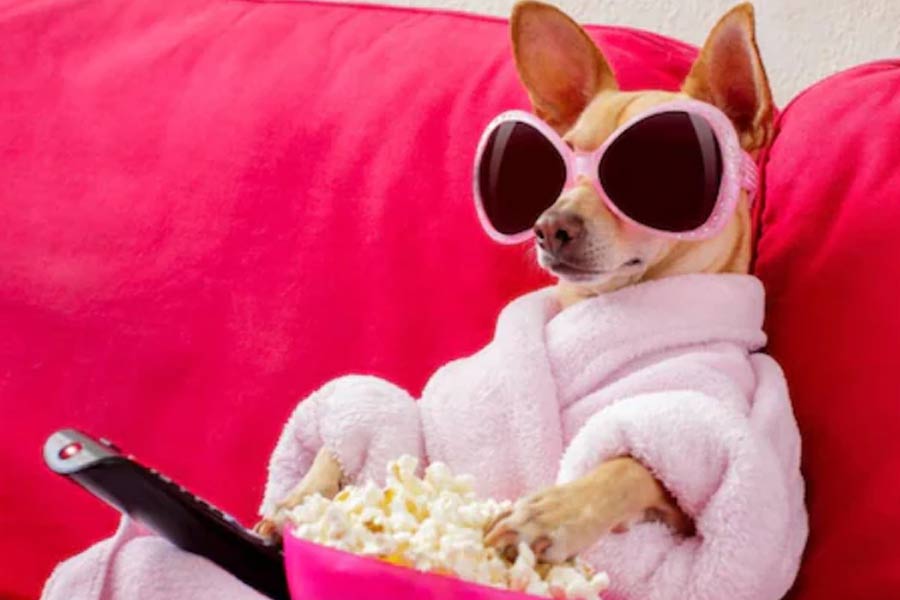 Study reveals Pets in UK are getting addicted to TV