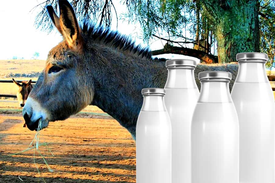 Gujarat man sets up donkey farm, sells milk online at ₹ 5,000 a Litre