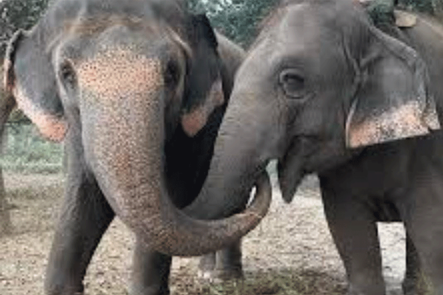 A mahout died after being attacked by an elephant in Mayapur ISKCON