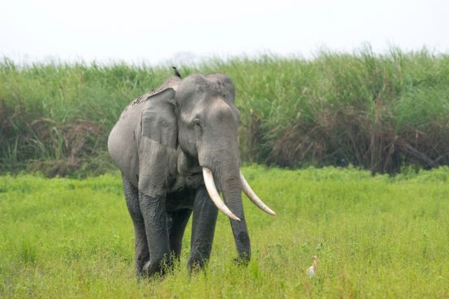Two Forest Guards Among 3 Killed in Elephant Attack in Assam