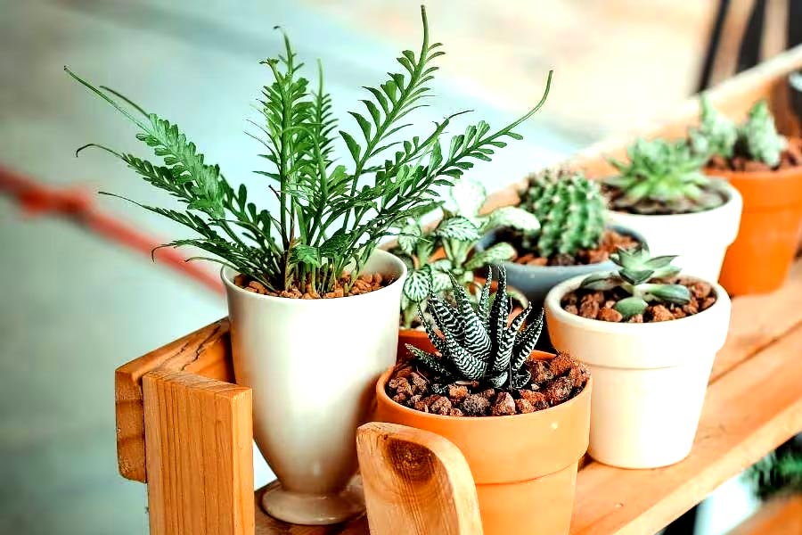 Here is how you can take care Home Plants in Summer
