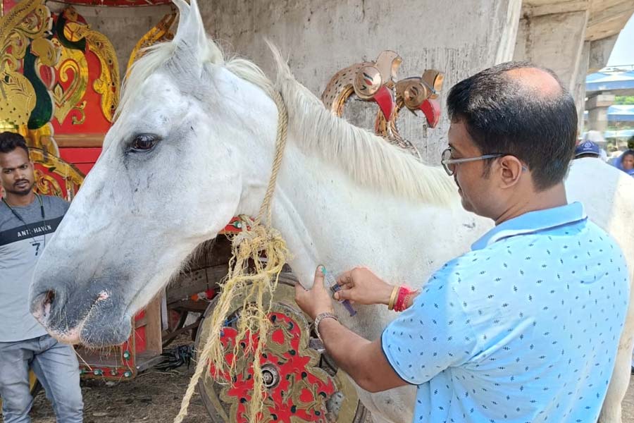 Kolkata police rescues sick horse