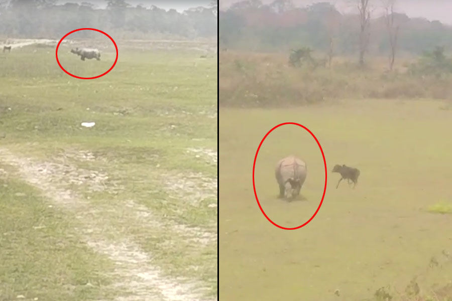 Offbeat News: Rhino entered into the field to take comfort at adjacent areas at Jaldapara
