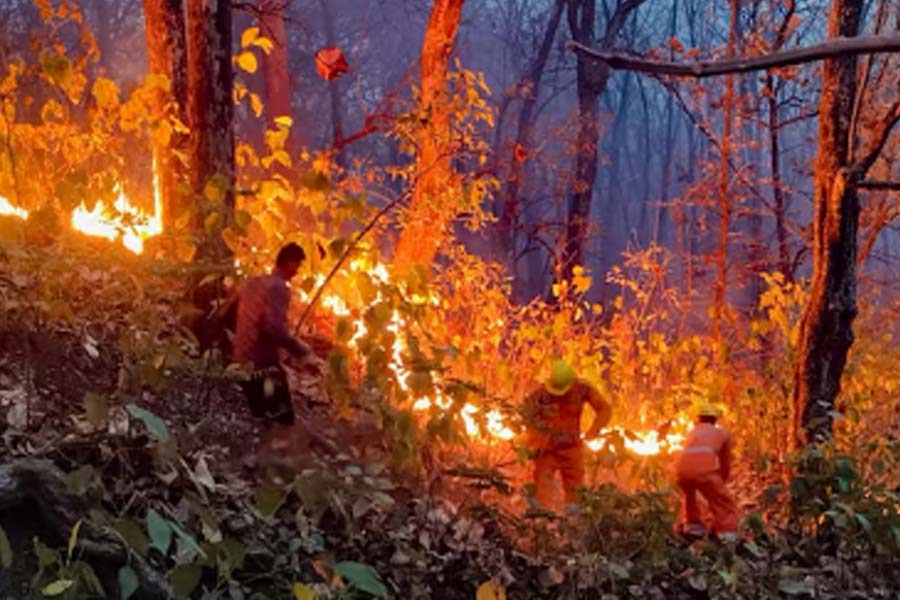 Nainital's forest ablaze, officials blame on human activity