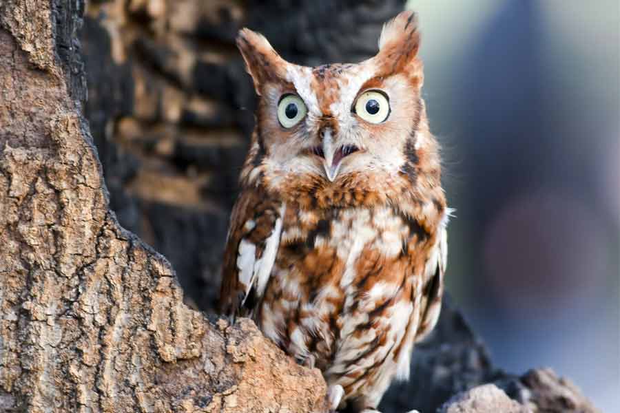 Owl is the best friend of farmer, says agricultural expert