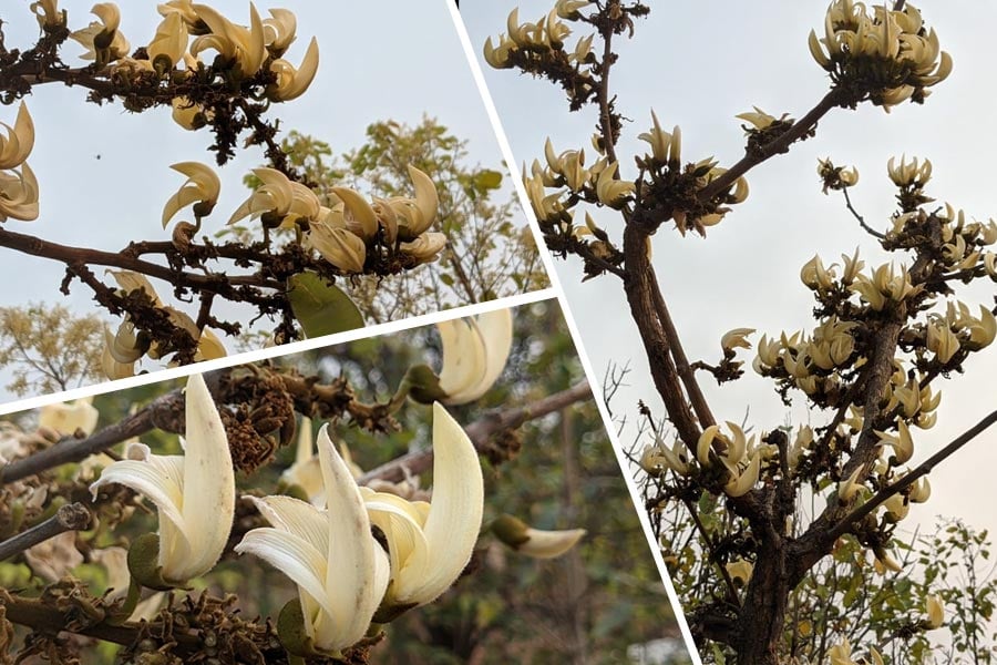 Production on white palash begins in Purulia in order to conservation of rare species