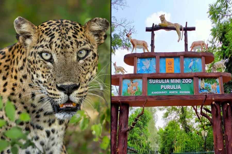 Leopards will be seen in Purulia zoo