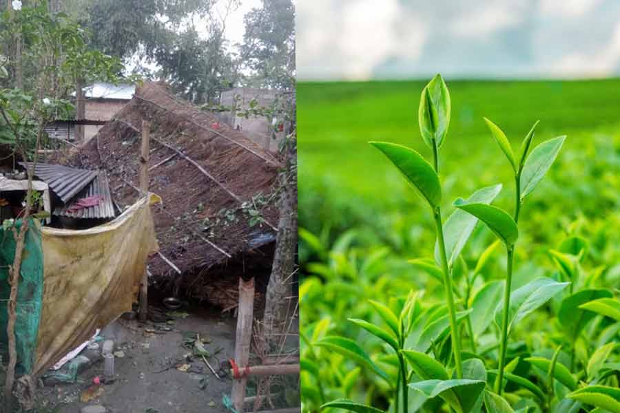 ঝড়-শিলাবৃষ্টিতে উত্তরের চা বাগান ও ফসলে ব্যাপক ক্ষতি, মাথায় হাত কৃষকদের