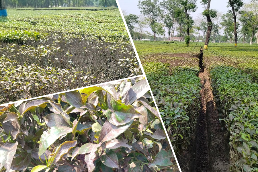 Tea growers in North Bengal face heat as plantation suffers from intense heat