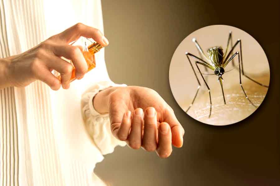 Dengue mosquito bite likely to increase due to perfume, KMC allerts with the example of USA research