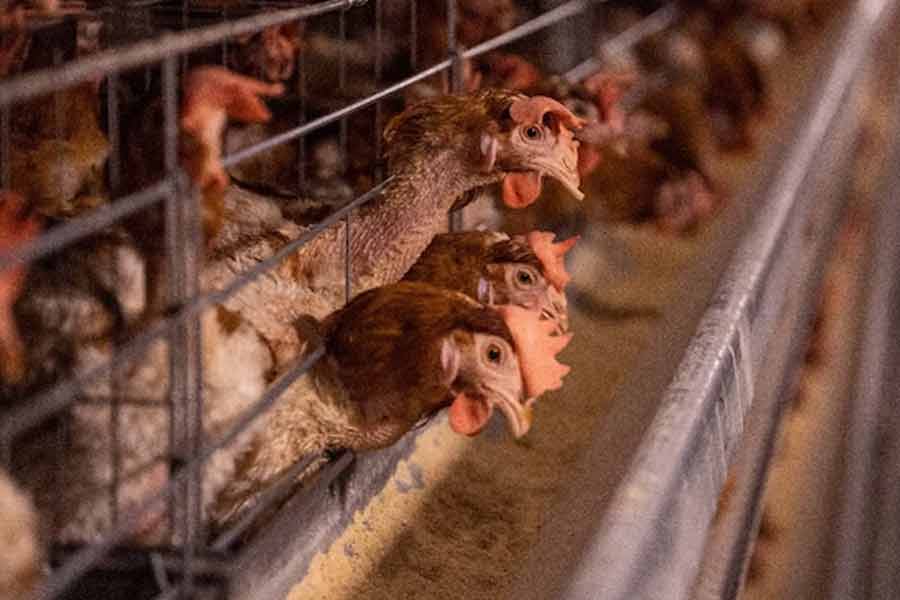 Bird flu jumps to humans, experts warn of covid pandemic