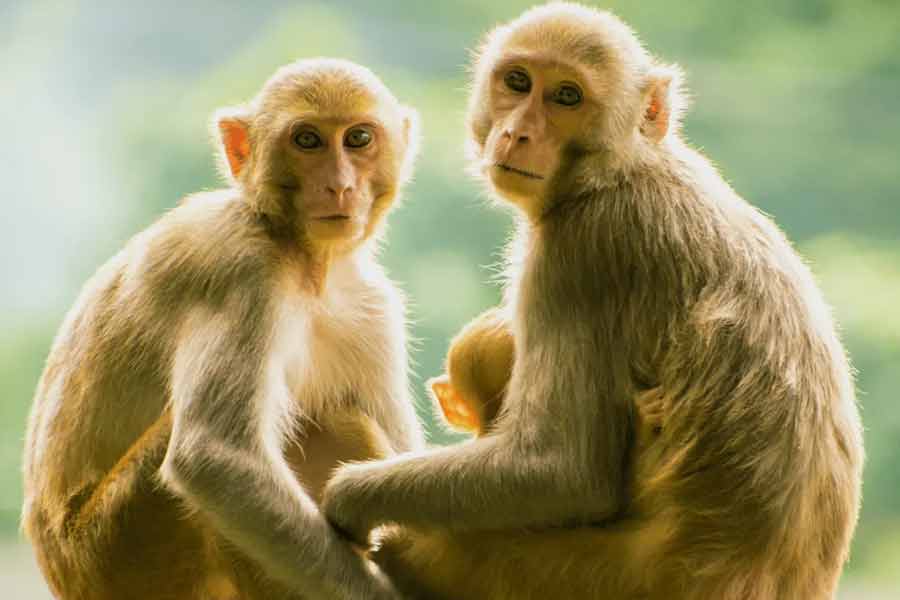 30 monkeys found dead in the water tank in Telangana