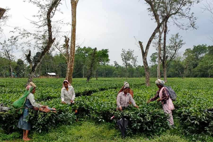 Tea farmers face the loss for global warming