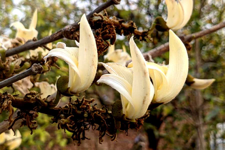 পুরুলিয়ায় শ্বেত পলাশের সন্ধান, বিরল গাছ সংরক্ষণে বংশবিস্তারের প্রক্রিয়া শুরু