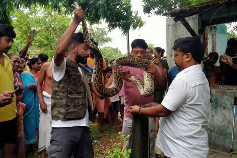 Offbeat News: Barmese Python rescued from tree top at Alipurduar while it climbed to catch birds