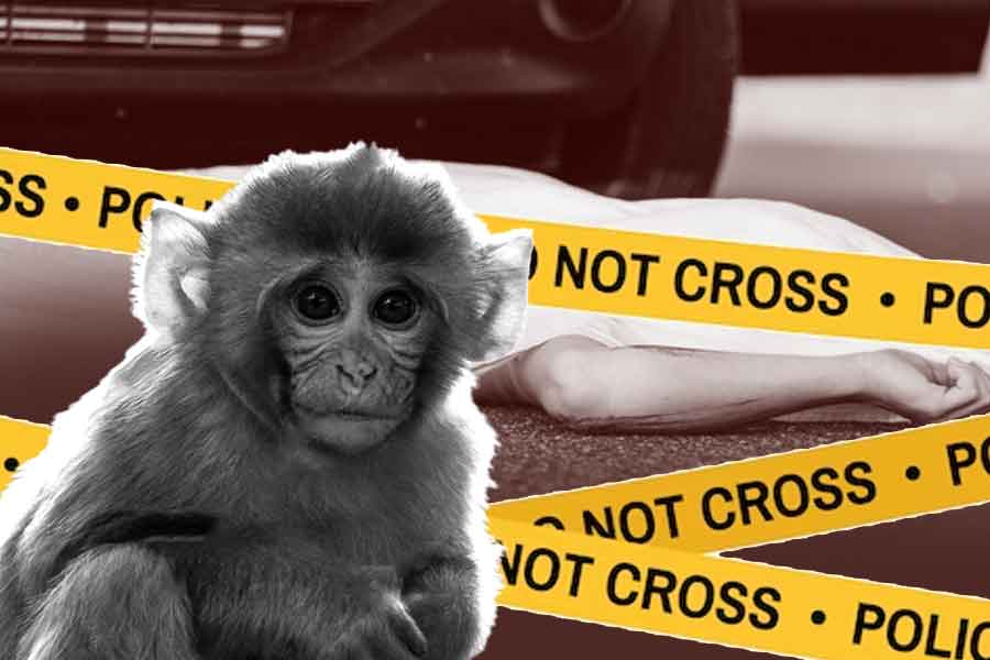 A Monkey Jumps On UP Road Car Slams Into Tanker and 3 Dead