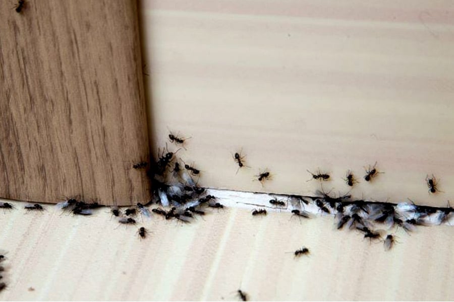Here are some natural ways to get rid of Ants