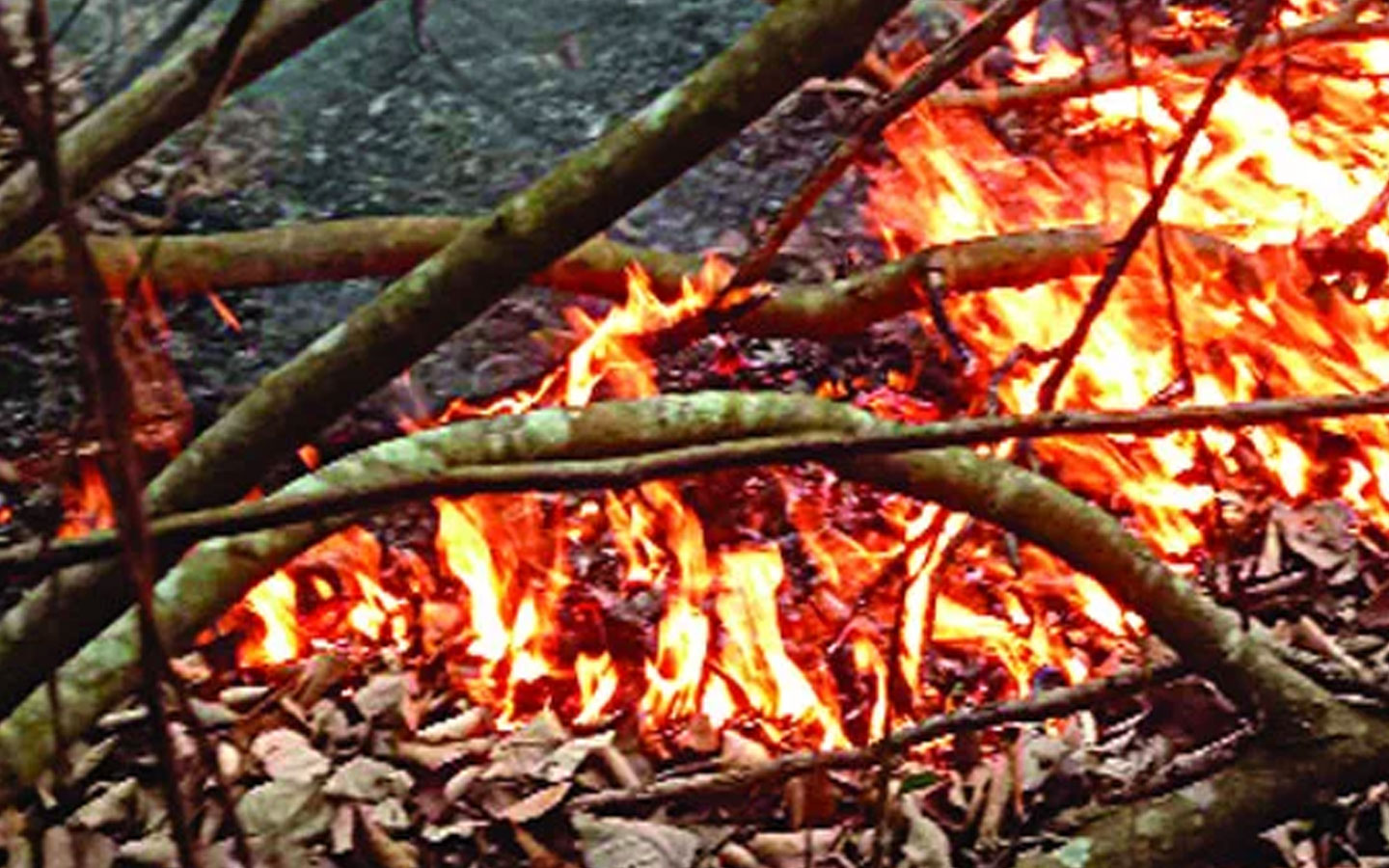 Fire at Sunderbans on the side of Bangaldesh, army tries hard to arrest fire