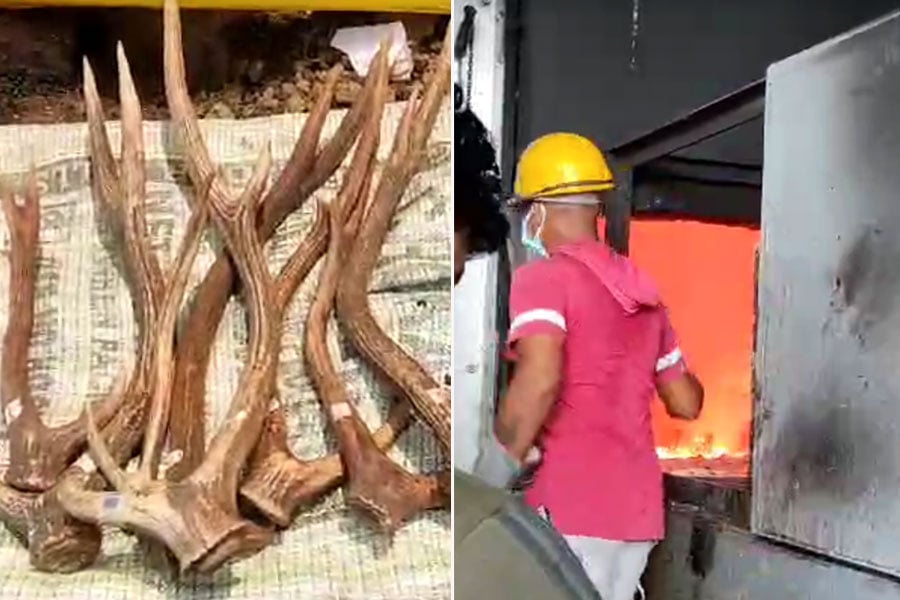 Forest department takes new initiative by burning body parts of the wild animals to stop poaching