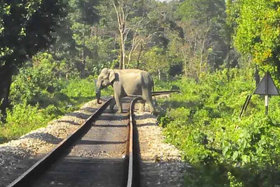 Wild elephant killed by speeding train