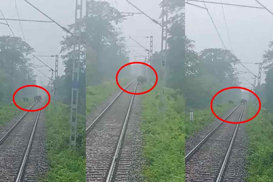 Accidentally two Elephants on the railway track, intelligence of driver saves life