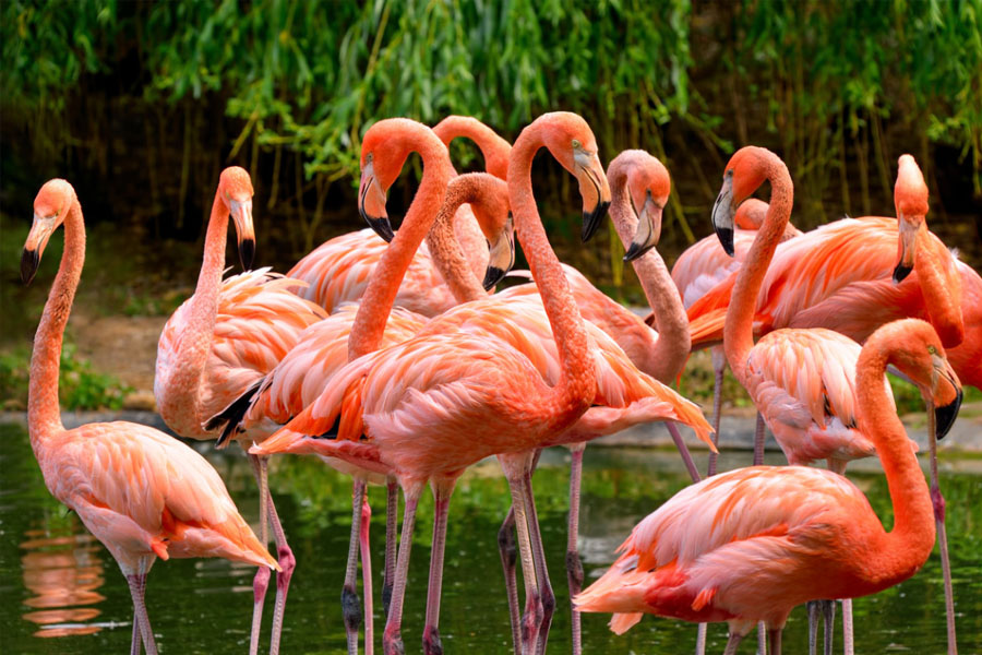 36 flamingos found dead in Mumbai