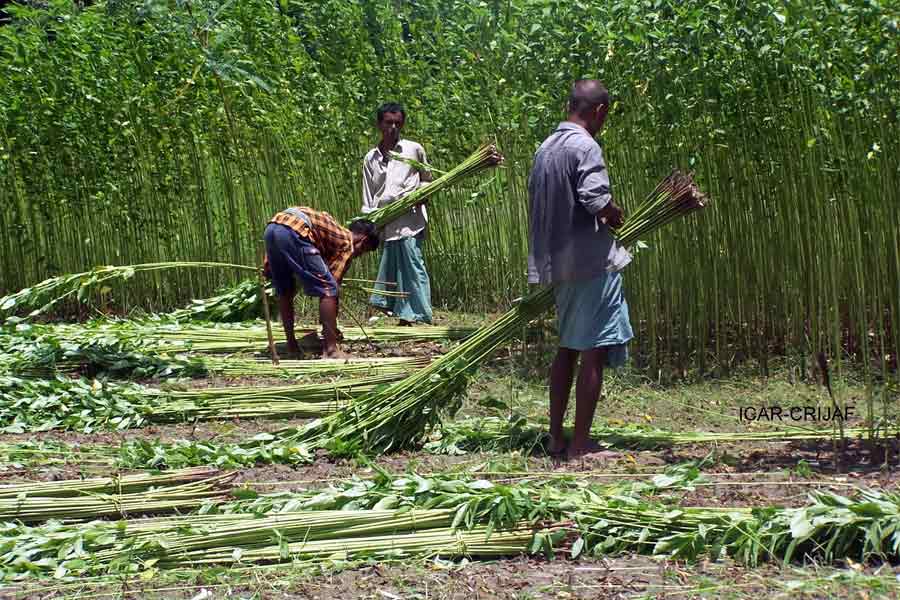 Due to lack of rain jute farming might in danger