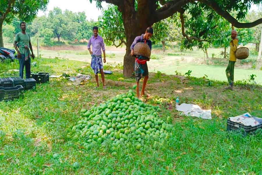 Mangoes selling at Rs 100 per Kg at Malda