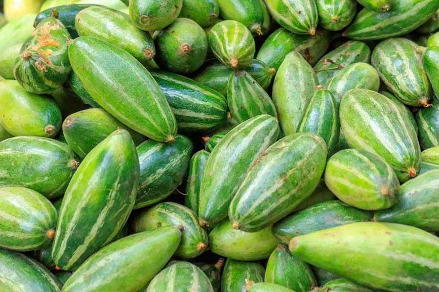 Ways of pointed gourd cultivation