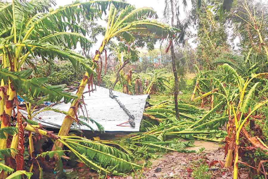 Cyclone Remal damage crops, Vegetable
