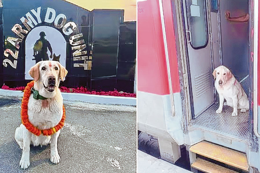 Netigen celebrate viral pictures of Meru, retired dog of Indian Army travelling in AC, first class train to Meerut