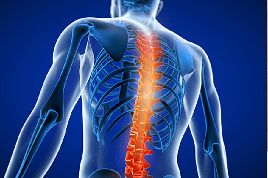 Spine-2