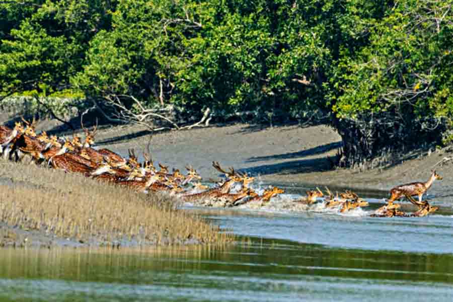 Forest officer shot dead at Sundarban by poachers