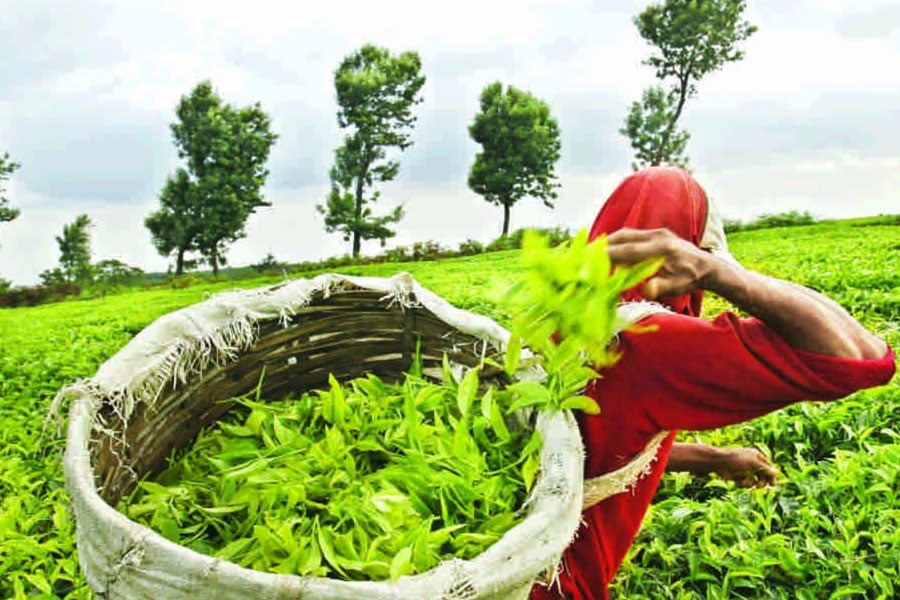 Twenty Five tea gardens of Darjeeling likely to be sold for various reasons