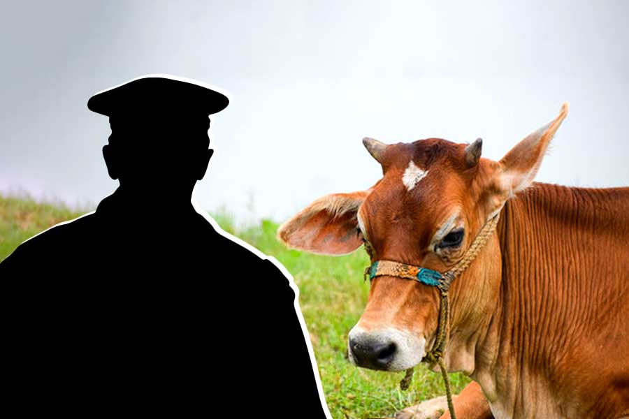 Taltala cops in limbo over the 'cow problem'